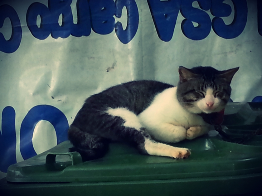 My pet cat sleeping on top of the trash bin.
